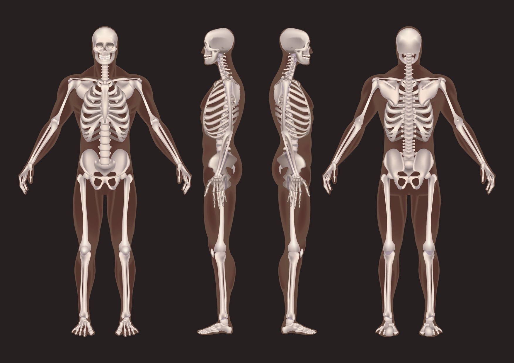 Скелет механизма. Человек без скелета. Скелет человека с очертаниями. Если бы у человека не было скелета. Как выглядит человек без скелета.